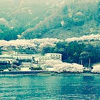 海津大崎の桜並木