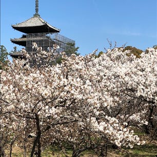御室仁和寺の御室桜と五重塔。