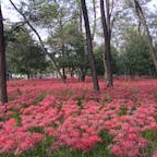 秋に見る赤い海
#曼珠沙華#巾着田#高麗#埼玉