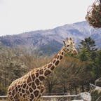 🦒富士サファリパーク🐘


2019.4.14