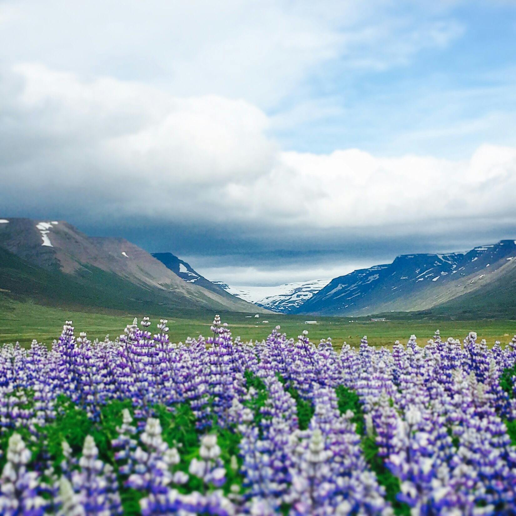 アイスランド Iceland の投稿写真 感想 みどころ 6月のアイスランドはルピナスがそこら中に咲いていてとっても綺 トリップノート