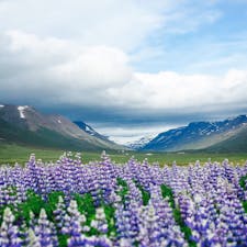 6月のアイスランドはルピナスがそこら中に咲いていてとっても綺麗🌷