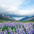 6月のアイスランドはルピナスがそこら中に咲いていてとっても綺麗🌷
