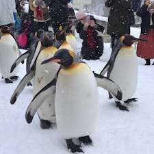 2017/12/23
#旭山動物園
#ペンギンのパレード