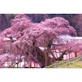 三春の滝桜。日本三大桜。