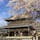 #東本願寺
#桜
#京都
#trip