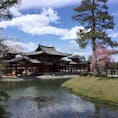 #平等院鳳凰堂
#京都
#世界遺産
#桜
#trip