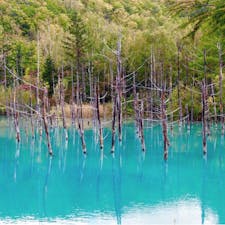 #青い池 #美瑛 #北海道
2016年10月

目を疑う程ほんっっとに青かった....😳😳！