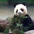 2014/11/01
#台湾
#台北動物園
#昼間でも活発なパンダ