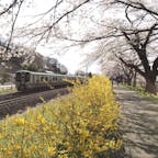 宮城県柴田郡船岡の一目千本桜
ピンクと黄色と青空が良いコントラストでした。