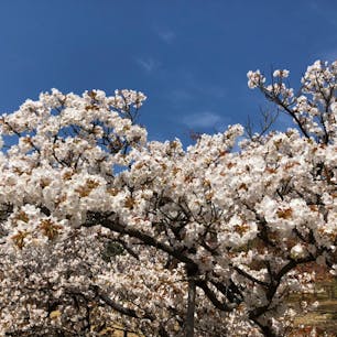 仁和寺 御室桜🌸
やっぱり晴れ女？笑笑
背が低めの御室桜🌸
満開でとってもきれいでしたー外で食べるお弁当も美味しかったぁ🍱