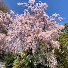原谷苑🌸
ここは絶対穴場やと思います〜
初めていきましたぁ💨
ちょっと入場料が高いかなぁと思いますが、その価値あり❗️花まみれ🌺🌸🌷