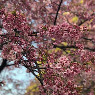 2019/03/20
#上野恩賜公園
#ハワイに旅立つ前の桜

種類が違うのかピンクが濃いですね。