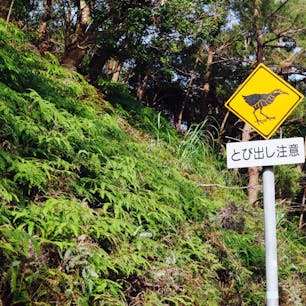 やんばるならではの警告標識。クイナのマークがとてもかわいいです。