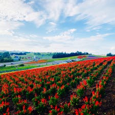 2018.8
#北海道
#富良野
#かんのファーム
ラベンダーは終わってたけど綺麗でした