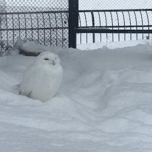 2017/12/23
#旭山動物園
#雪のなかでも