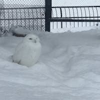 2017/12/23
#旭山動物園
#雪のなかでも