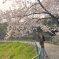 愛知県 大高緑地公園
今年もお花見に行けました＾＾