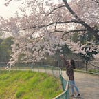 愛知県 大高緑地公園
今年もお花見に行けました＾＾