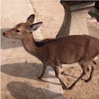 #宮島 #広島
2016年10月

鹿🦌が想像の10倍くらいいて驚き...
人間慣れしすぎてて、気にも留めてくれない😳😳
食べ物持ってるひとは襲われてたけど😵💦