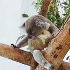 2014/11/01
#台北
#台北動物園
#コアラ
ここではコアラもパンダも見られます！