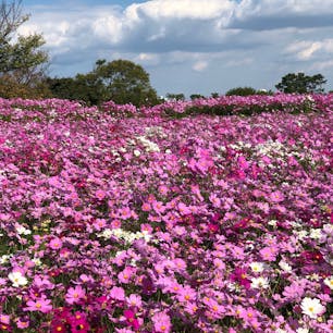 海の中道海浜公園 2018.11