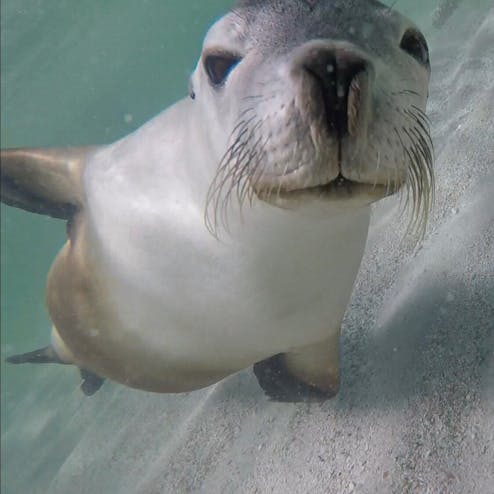 シーライオン・ツアー