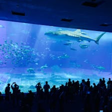 美ら海水族館。
ジンベエザメが圧巻。
入園料が安いと思うぐらいに楽しめる。
#美ら海水族館
#ジンベエザメ