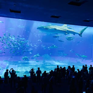 美ら海水族館。
ジンベエザメが圧巻。
入園料が安いと思うぐらいに楽しめる。
#美ら海水族館
#ジンベエザメ