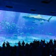 美ら海水族館。
ジンベエザメが圧巻。
入園料が安いと思うぐらいに楽しめる。
#美ら海水族館
#ジンベエザメ
