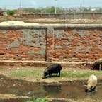 インド🇮🇳な野良ブタ🐽