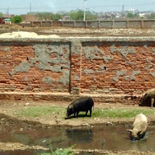 インド🇮🇳な野良ブタ🐽