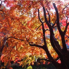 #高尾山
2016年11月

#紅葉 🍁の季節に登山して大正解◎
真っ赤っ赤ですごく見応えがありました😊😊