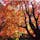 #高尾山
2016年11月

#紅葉 🍁の季節に登山して大正解◎
真っ赤っ赤ですごく見応えがありました😊😊