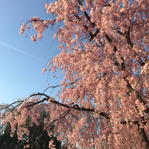 霞城公園(山形城跡)
