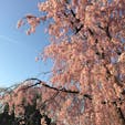 山形市霞城公園の桜🌸
