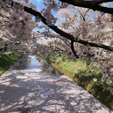 2019.4.28
弘前公園 外濠の花筏です🌸
今日は晴天に恵まれ、絶好のお花見日和でした🌸