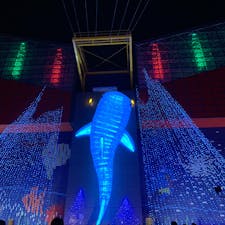 海遊館🐠
入園料は少し高めですが、中は広くて
充実しているので十分楽しめると思います。
クリスマスシーズンに行ったので人は
多かったですが、イルミネーションは
とても綺麗でした。
デートにはもってこい😎👍🏼💓
#大阪 #デート #屋内 #水族館