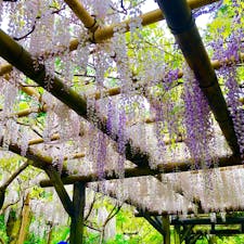 奈良の春日大社の藤棚です^^
GWに満開になりました！