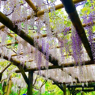 奈良の春日大社の藤棚です^^
GWに満開になりました！