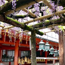 春日大社の朱塗りに藤の紫が差し色で入りました^^
今しか見れない風景です♪