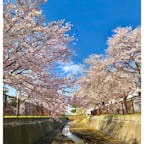 札幌も桜が満開🌸