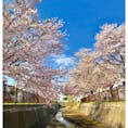 札幌も桜が満開🌸