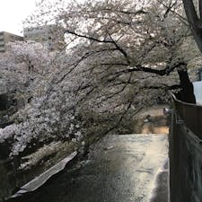 東京都板橋区の今年の桜🌸