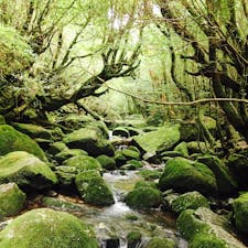屋久島
白谷雲水峡トレッキング！
心が洗われます。