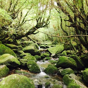 屋久島
白谷雲水峡トレッキング！
心が洗われます。
