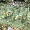 以前行ったモネの池。
岐阜県関市にあります。うっかり看板を見落とすと通り過ぎてしまいます。

とっても小さな池です。
でもあの有名な絵🖼そっくりです。