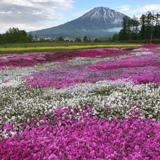 北海道 倶知安町の芝桜と羊蹄山