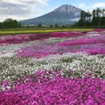 北海道 倶知安町の芝桜と羊蹄山