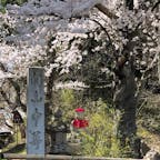 中尊寺
桜が綺麗でした。御朱印多い 笑